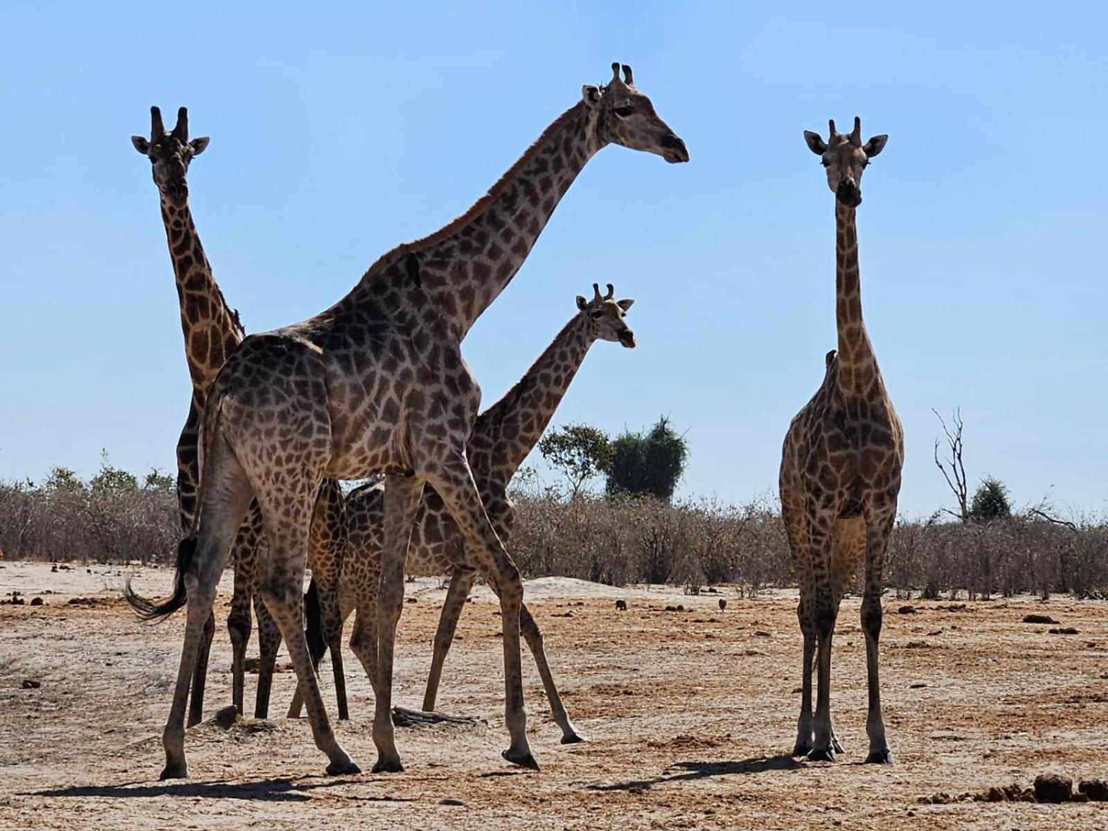 Xhabe Safari Lodge Chobe Muchenje Exterior photo